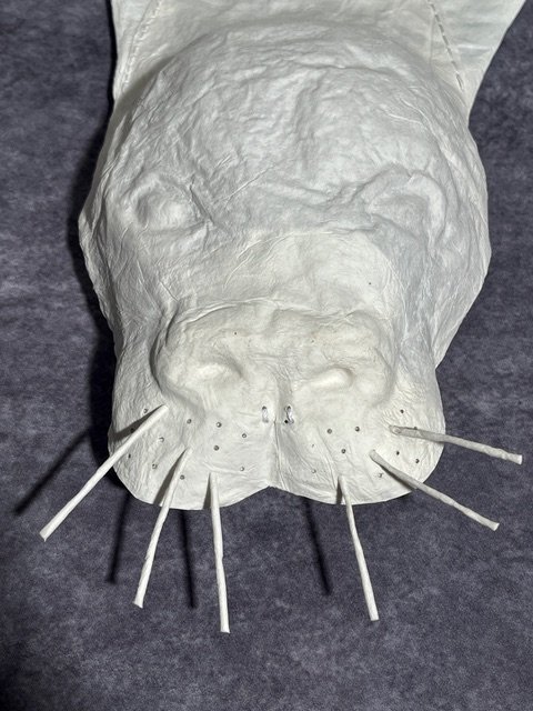 Caribbean Monk Seal (face).jpeg