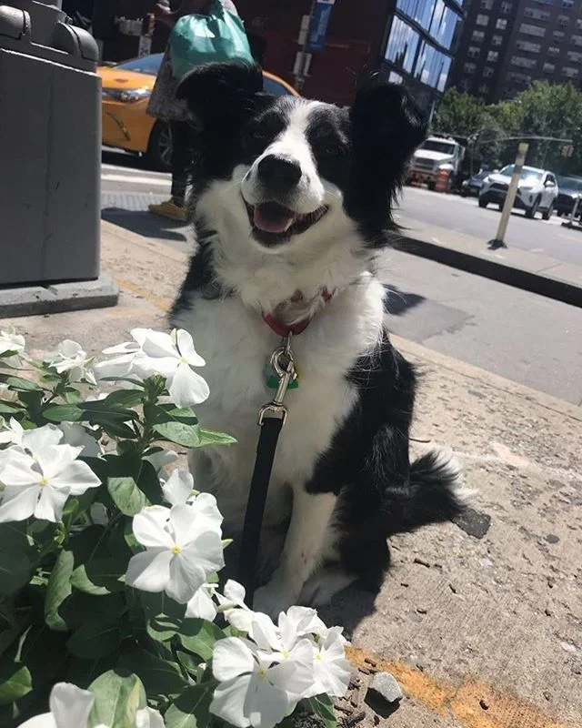 Our pups just love to stop and smell the roses. #Layla #playpalsnyc #bordercollie #bordercolliecute #dogs #dogsofinstagram #dogsofig #dogsofnyc #dogsofmanhattan #mustlovedogs #adorablebordercollie #adorabledog