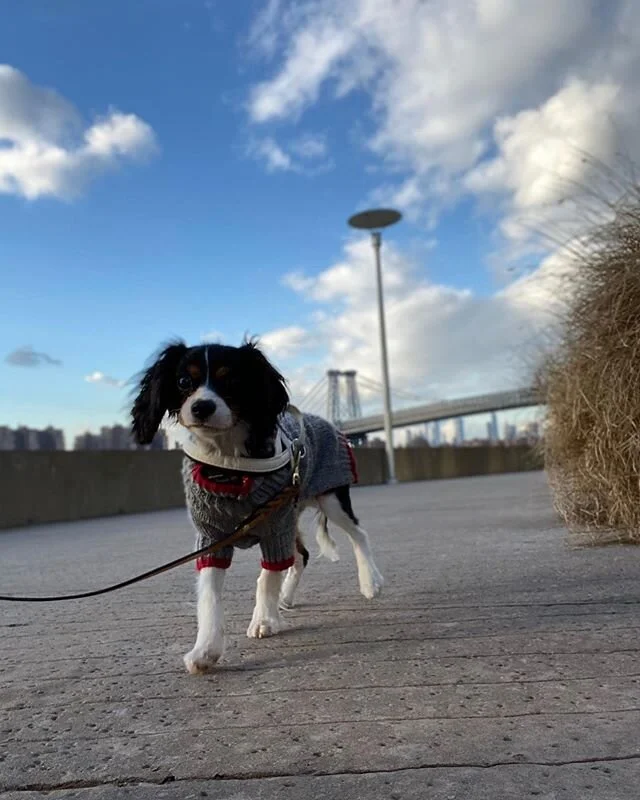 Say hello to Bishop!  New addition to the Playpals crew ❤️❤️❤️ #playpalsnyc #nycpup #puppiesofinstagram #pupsofinstagram #dogsofinstagram #mustlovedogs #kingcharlescavalier #kingcharlescavalierpuppy #dogsofbrooklyn #williamsburg #puppy #adorablepuppy