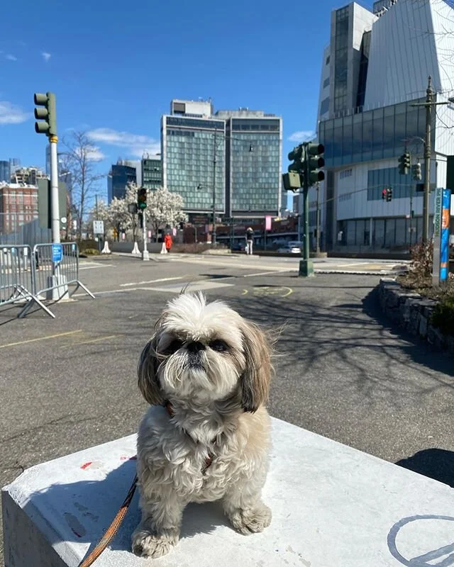@marshthepup taking in the sun.  And the standard hotel spreading ❤️ in the background.  Stay safe everyone!! #dogsofinstagram #dogsofnyc #mustlovedogs #dogsofwestvillage #playpalsnyc