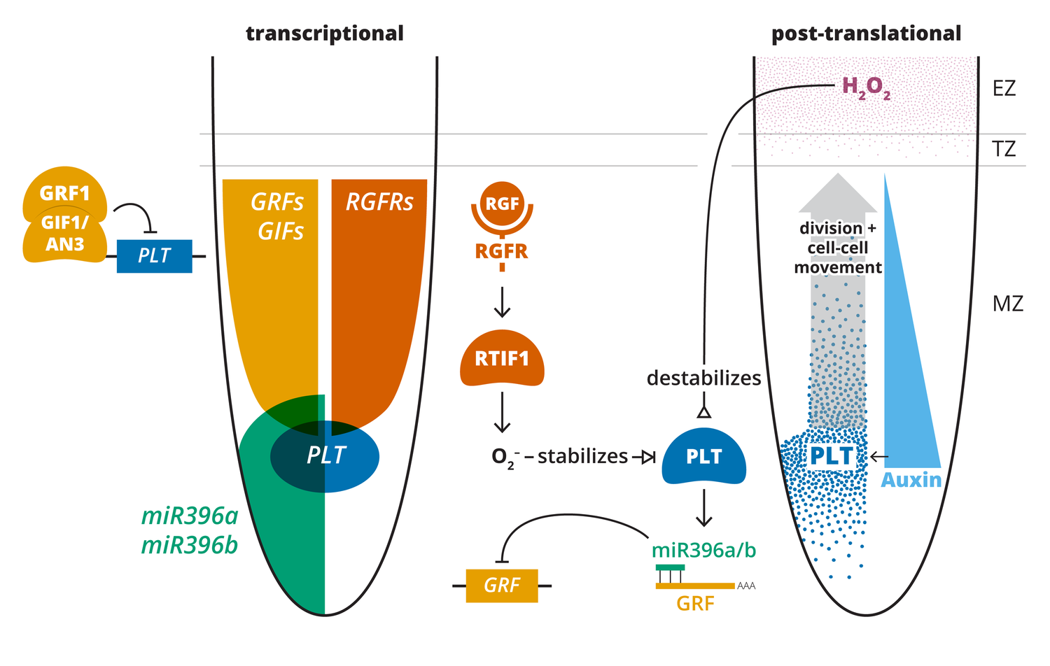 Just passing through: The auxin gradient of the root meristem