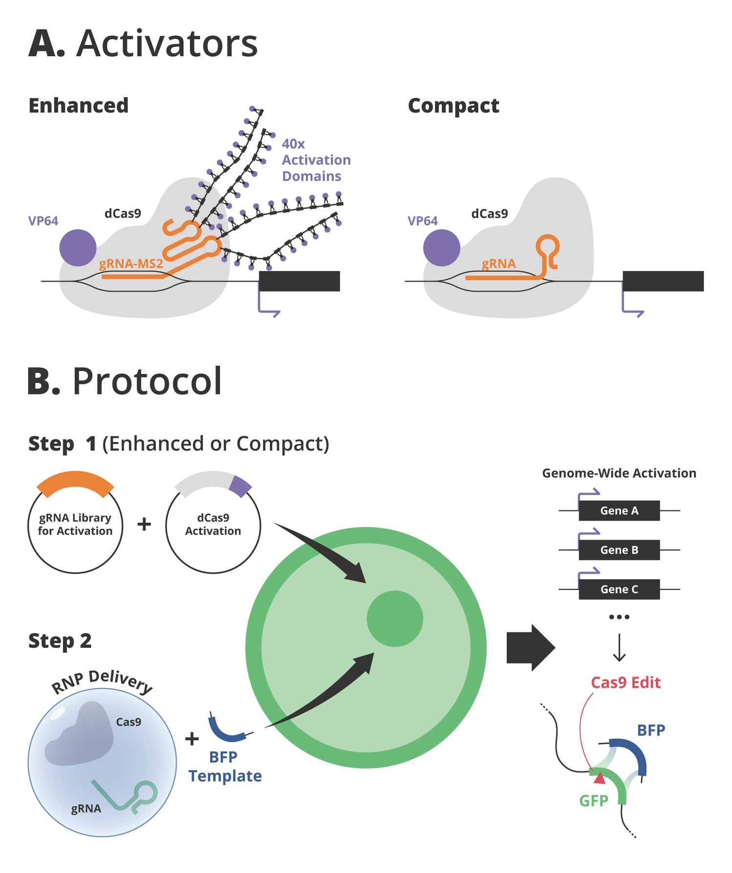 Grant proposal figure design for Birnbam Lab, New York University
