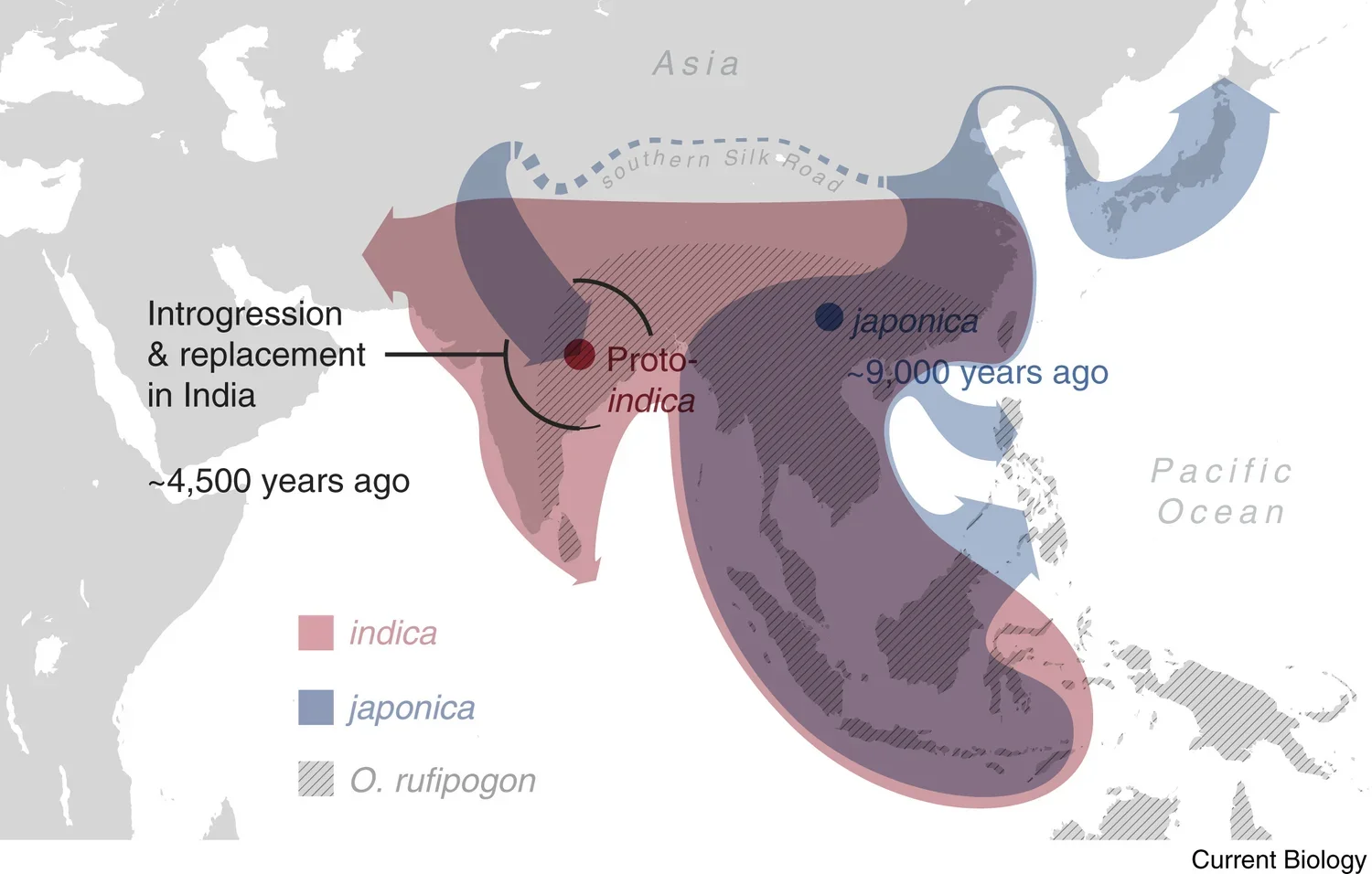 Evolutionary Insights into the Nature of Plant Domestication
