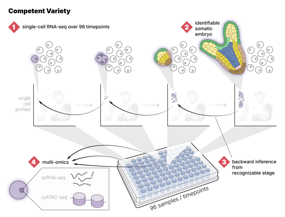 Grant proposal figure design for Birnbam Lab, New York University