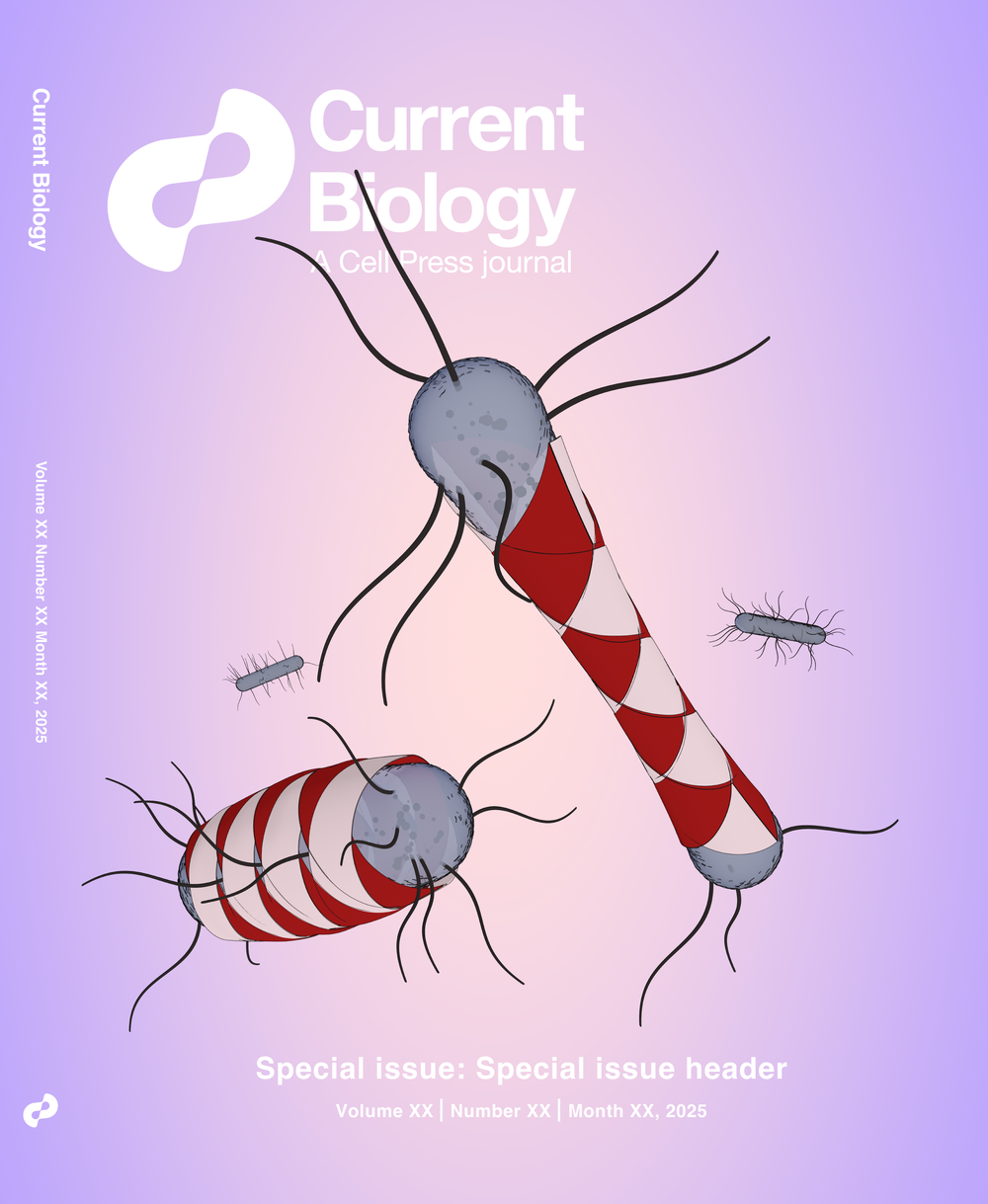 Non-linear stress-softening of peptidoglycan mediates bacterial cell shape homeostasis (journal cover submission)