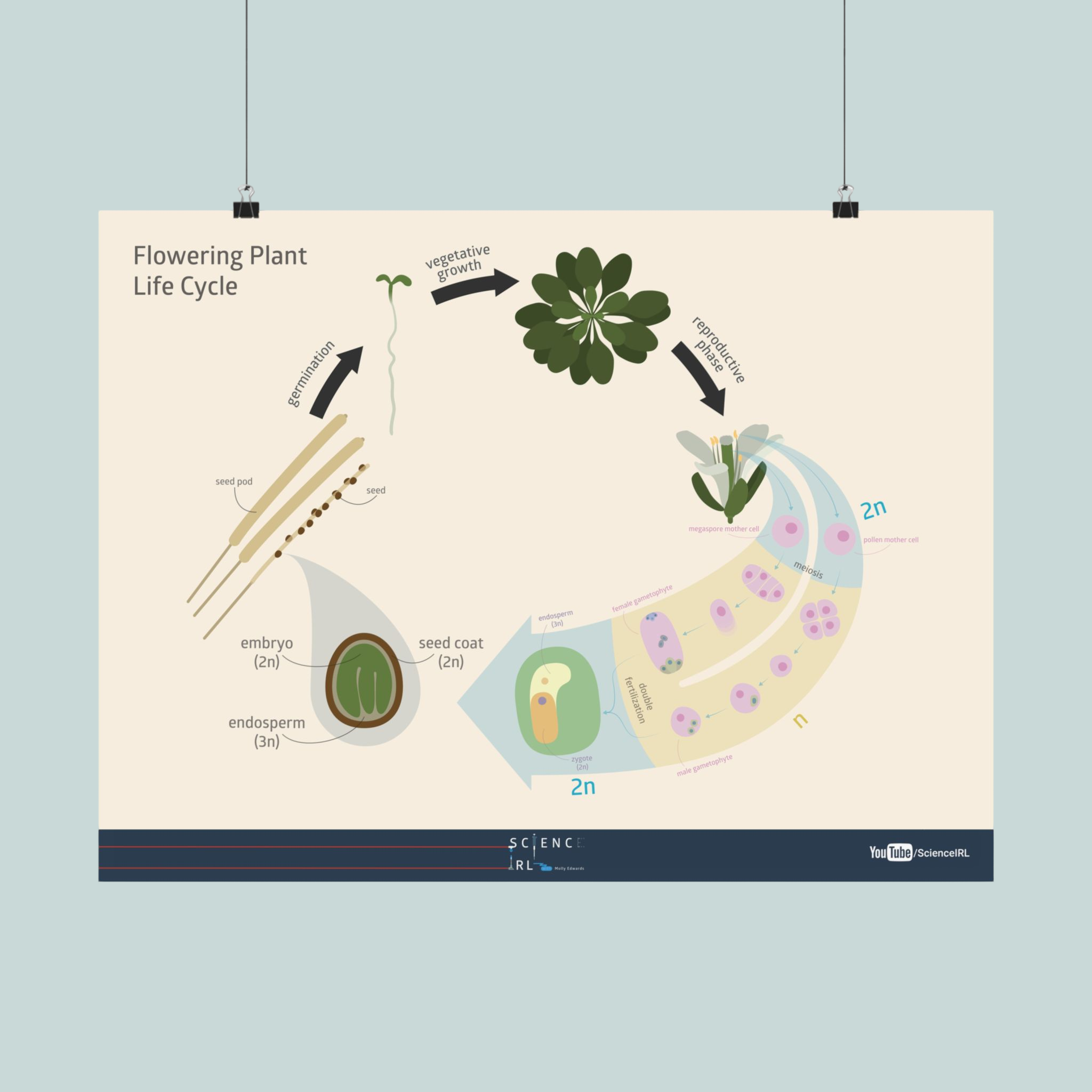 Science IRL - Flowering Plant Life Cycle.png