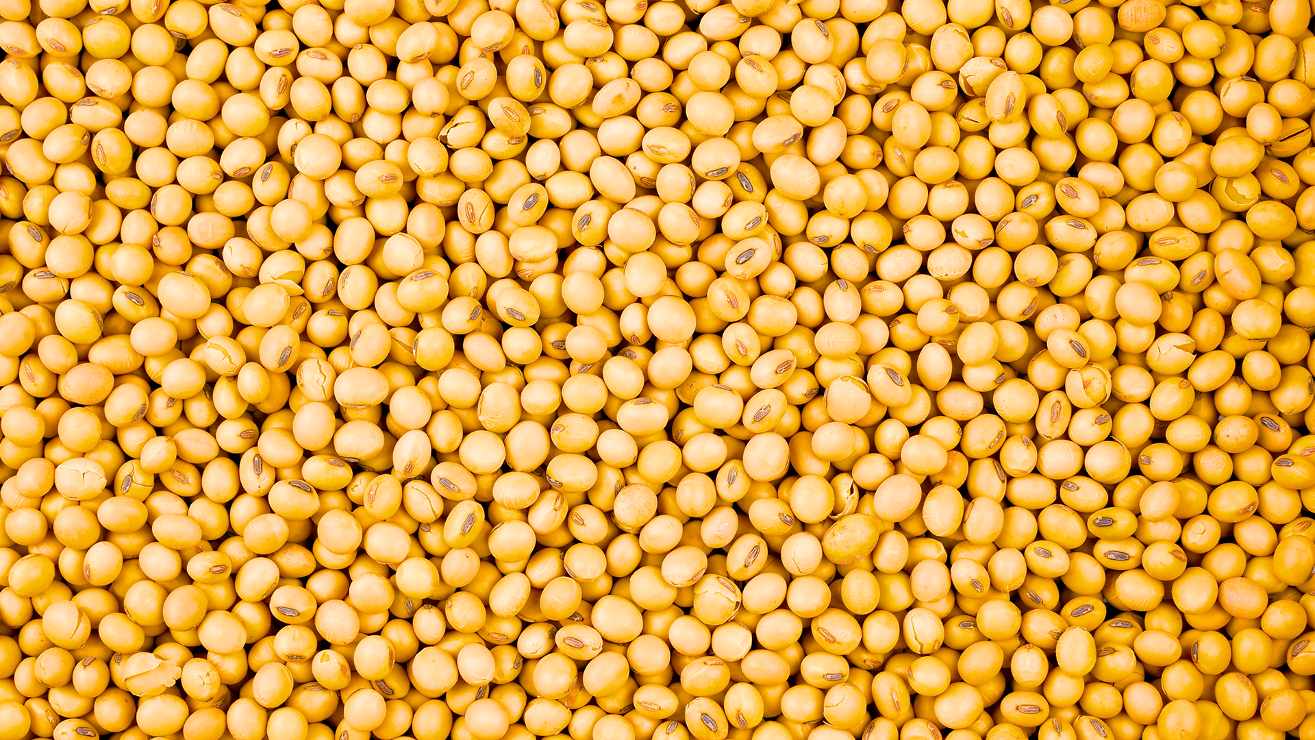 SCOR - Millet.png