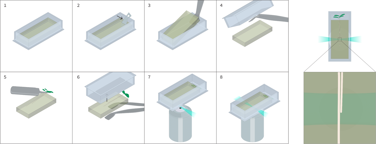 A long term time lapse microscopy technique for Arabidopsis roots