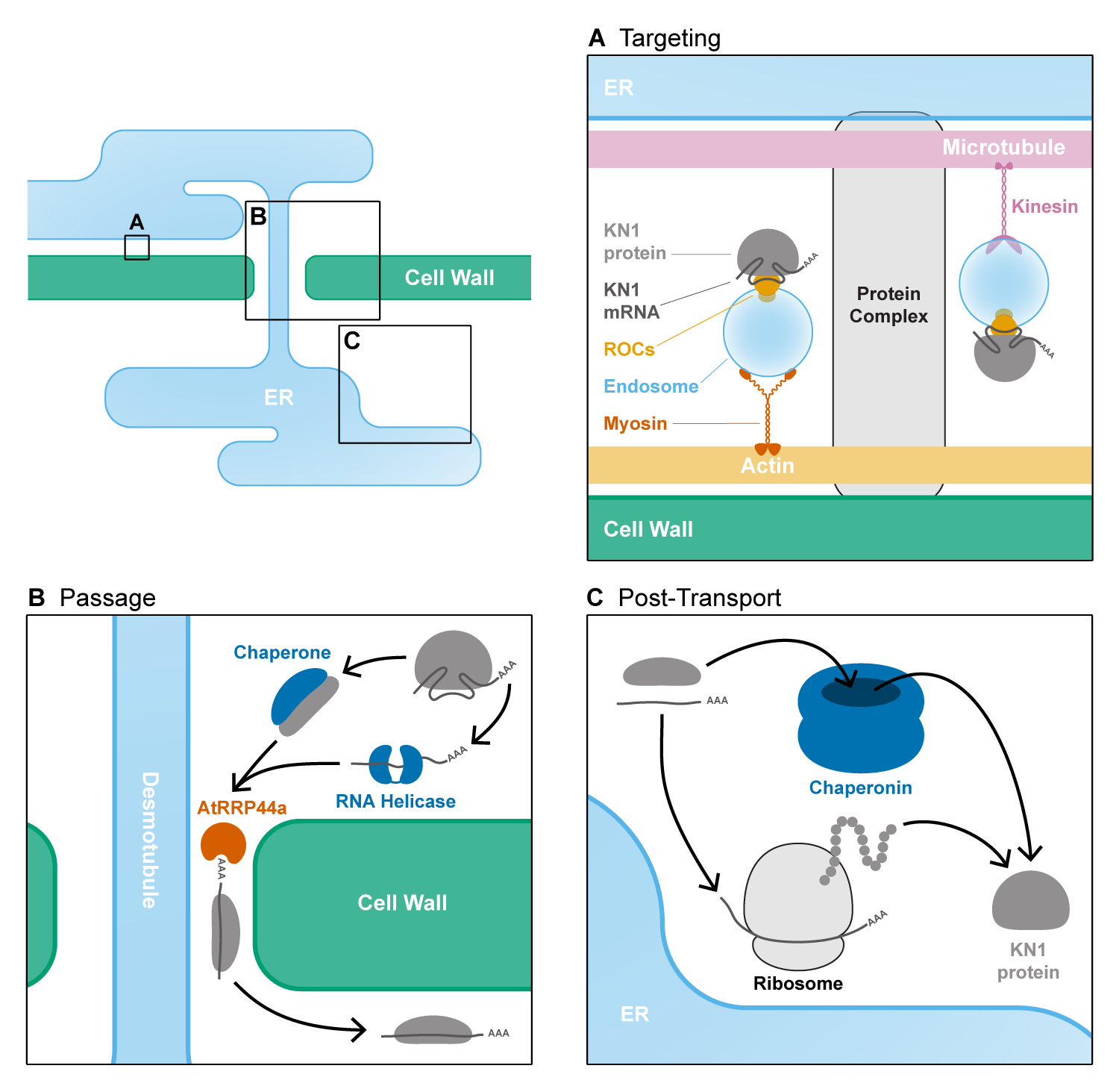 Traveling with purpose: cell-to-cell transport of plant mRNAs