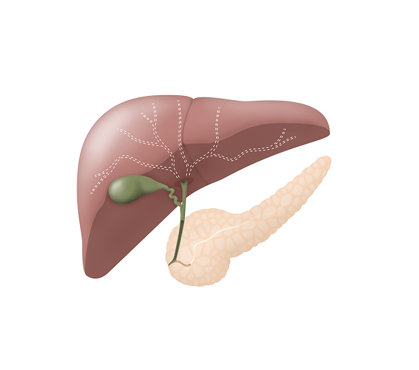 PENTAX Medical - Billiary Anatomy No GI.png