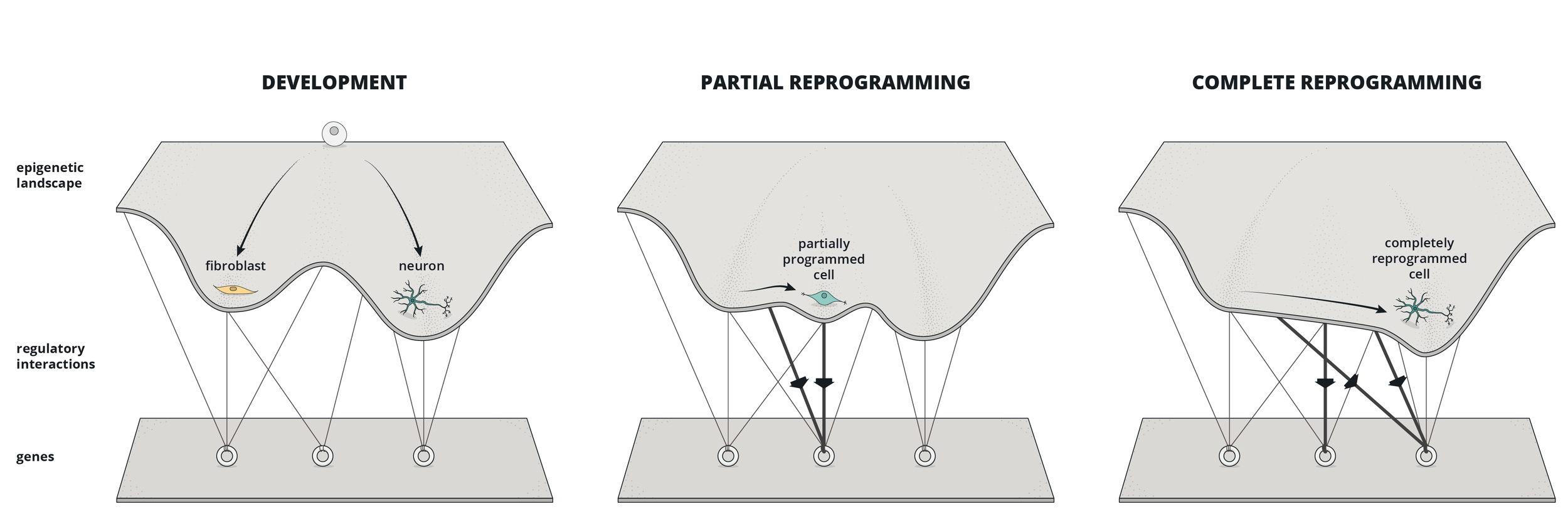 Cell Reprogramming: The Many Roads to Success