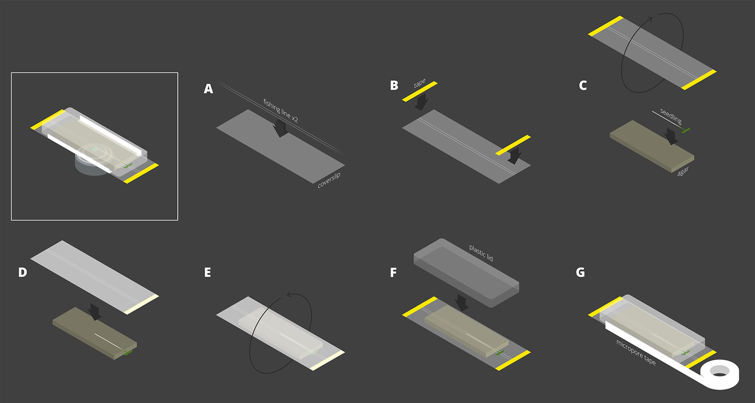 Week-long imaging of cell divisions in the Arabidopsis root meristem