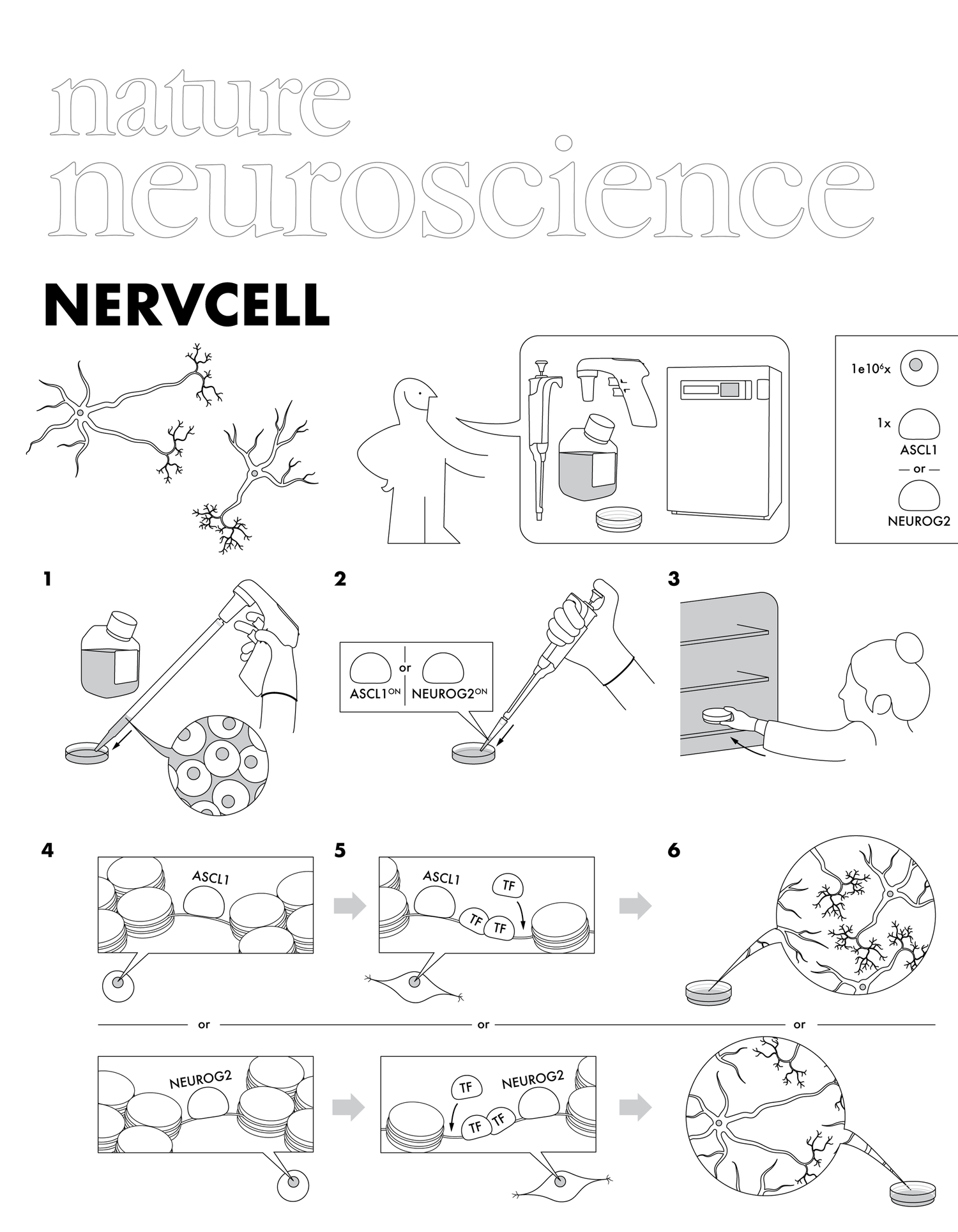 Proneural factors Ascl1 and Neurog2 contribute to neuronal subtype identities by establishing distinct chromatin landscapes (journal cover submission)