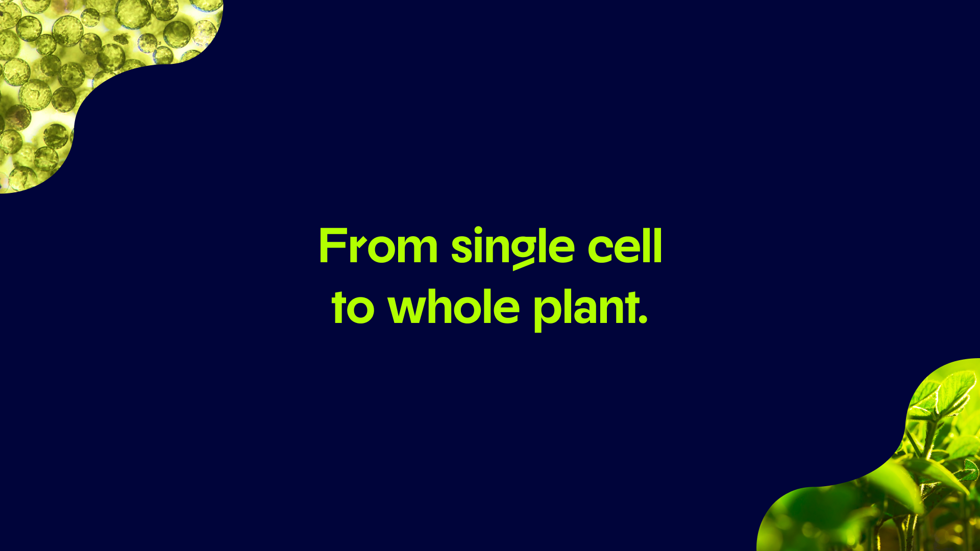 SCOR - From single cell to whole plant..png
