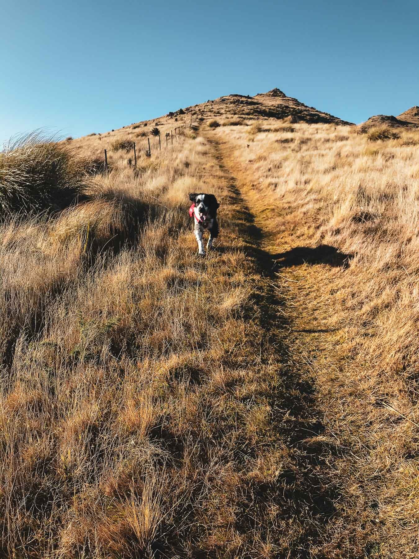 JF_WEBSITE - Dog Walks_Saddle Hill-3722.jpg