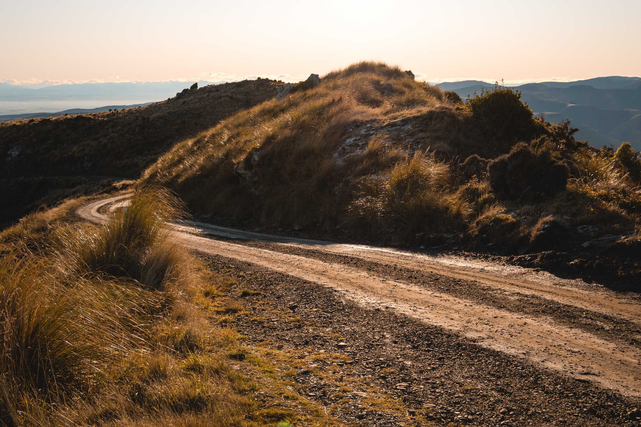 JF_WEBSITE - Dog Walks_Saddle Hill-1035.jpg