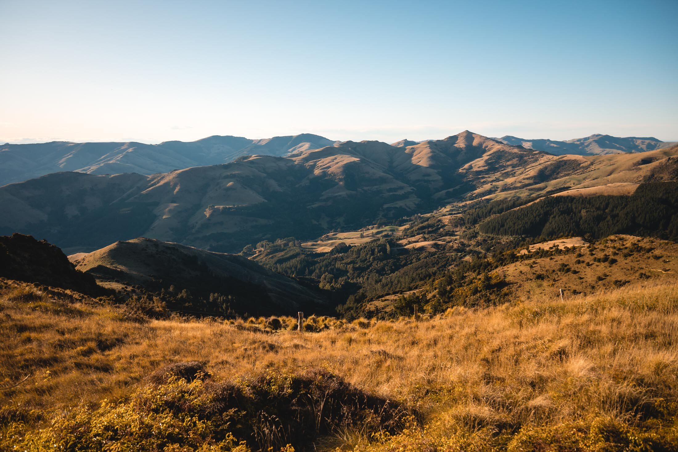 JF_WEBSITE - Dog Walks_Saddle Hill-1039.jpg