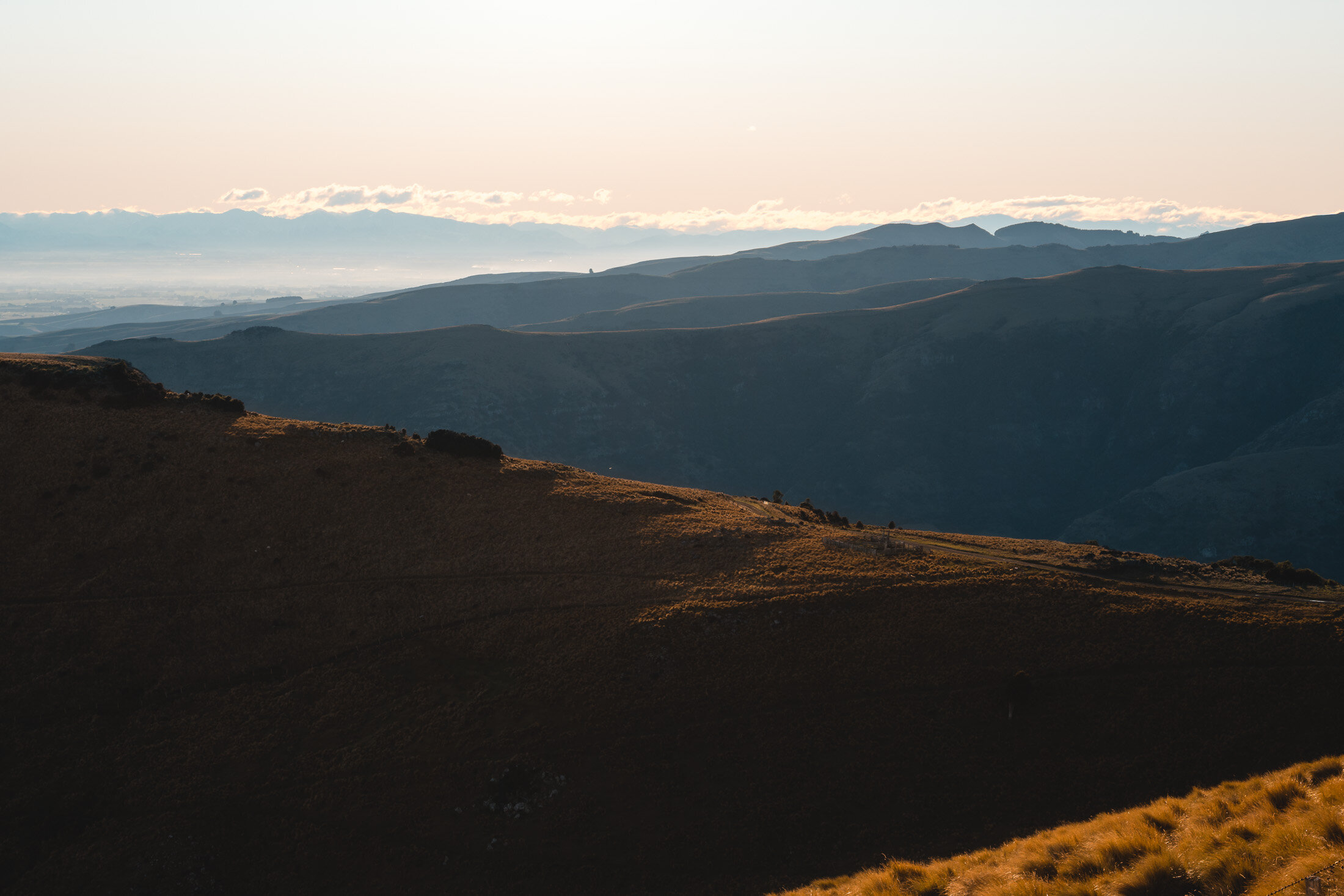 JF_WEBSITE - Dog Walks_Saddle Hill-1054.jpg