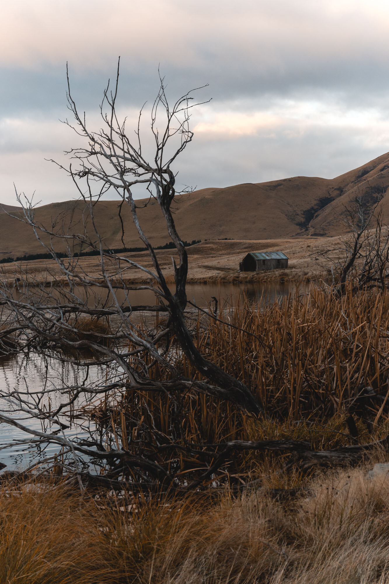 JF_Dog Walks - Lake Emma - Jay French-1421.jpg