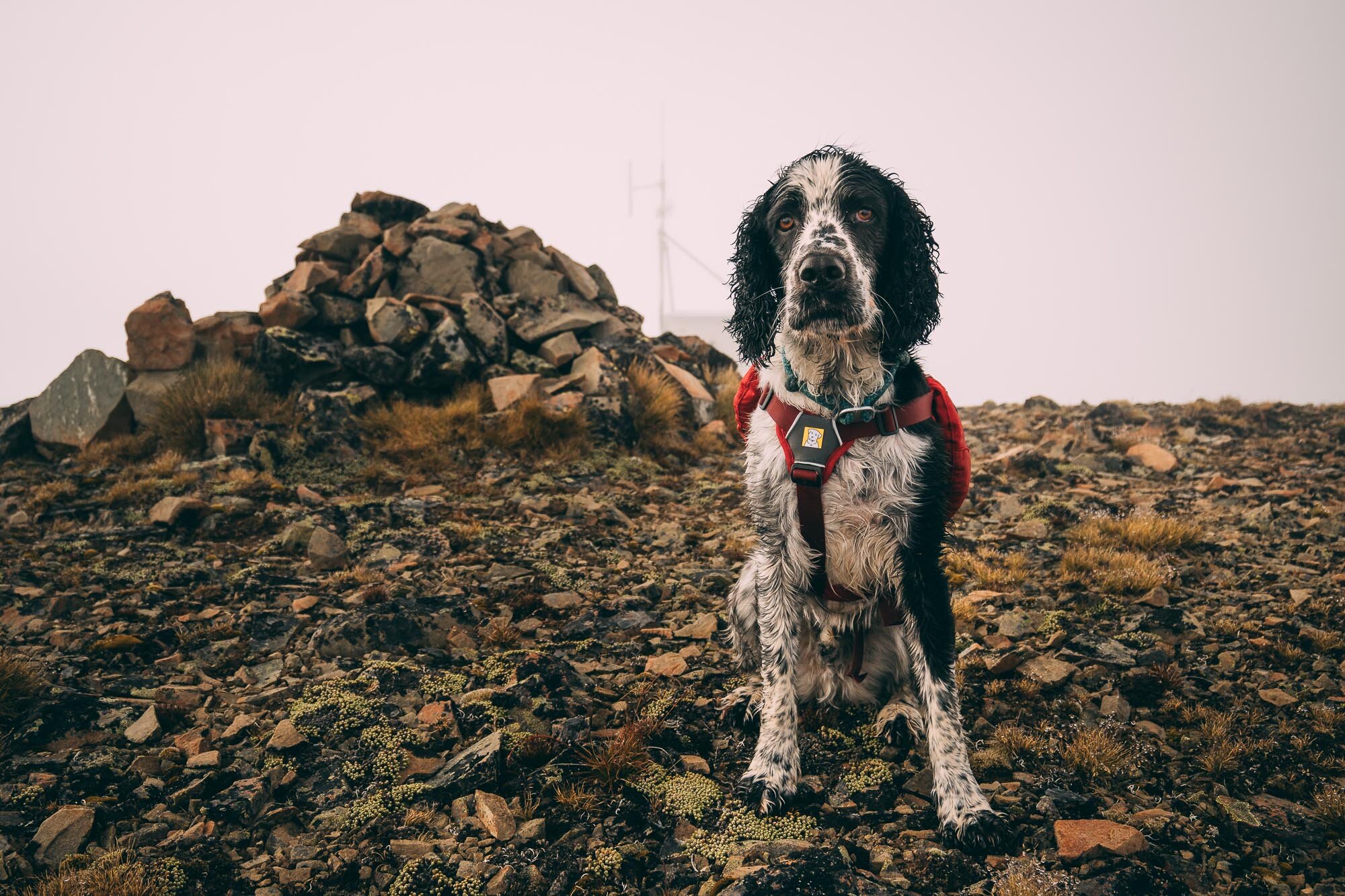 JF_Dog Walks Mt Harper -3575.jpg