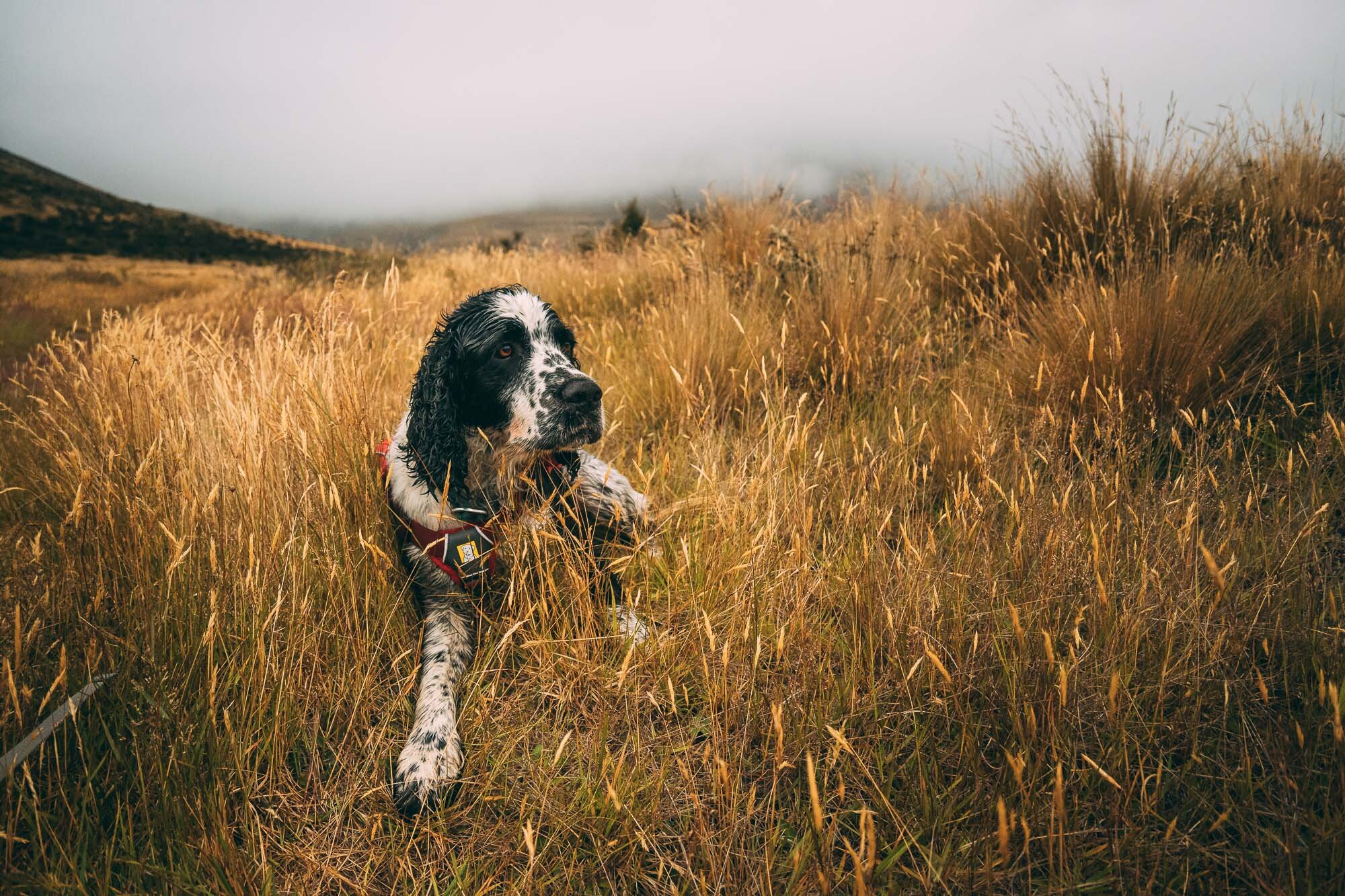 JF_Dog Walks Mt Harper -3612.jpg