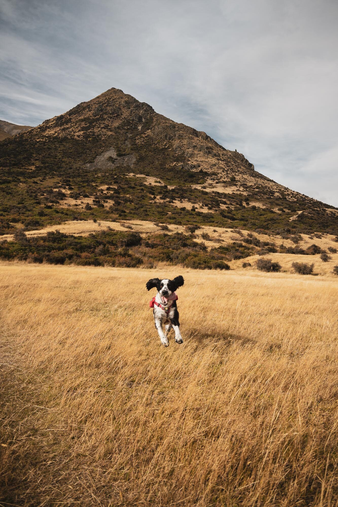 JF_Dog Walks Ben Ohau-4132.jpg