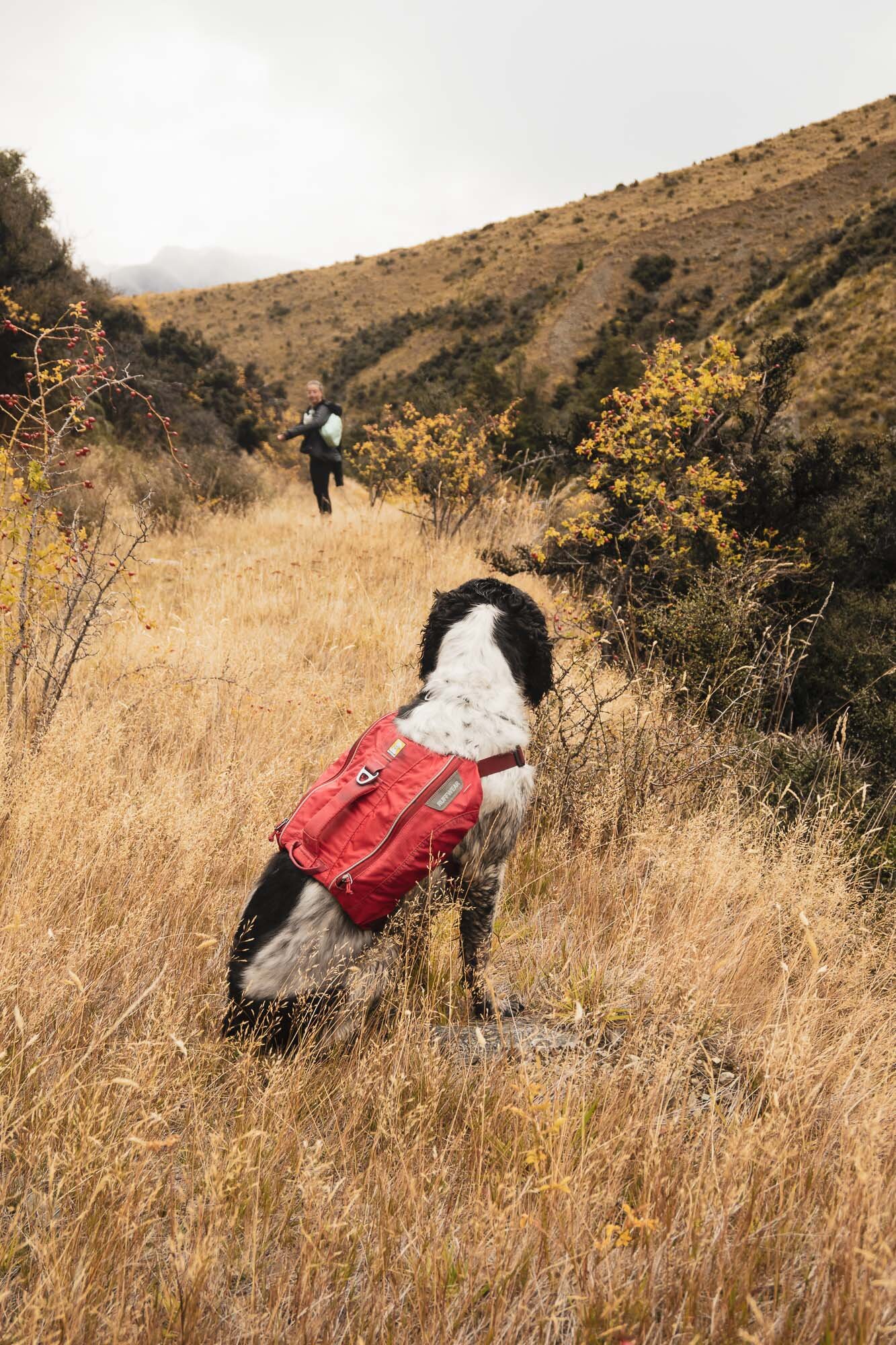 JF_Dog Walks Ben Ohau-4245.jpg