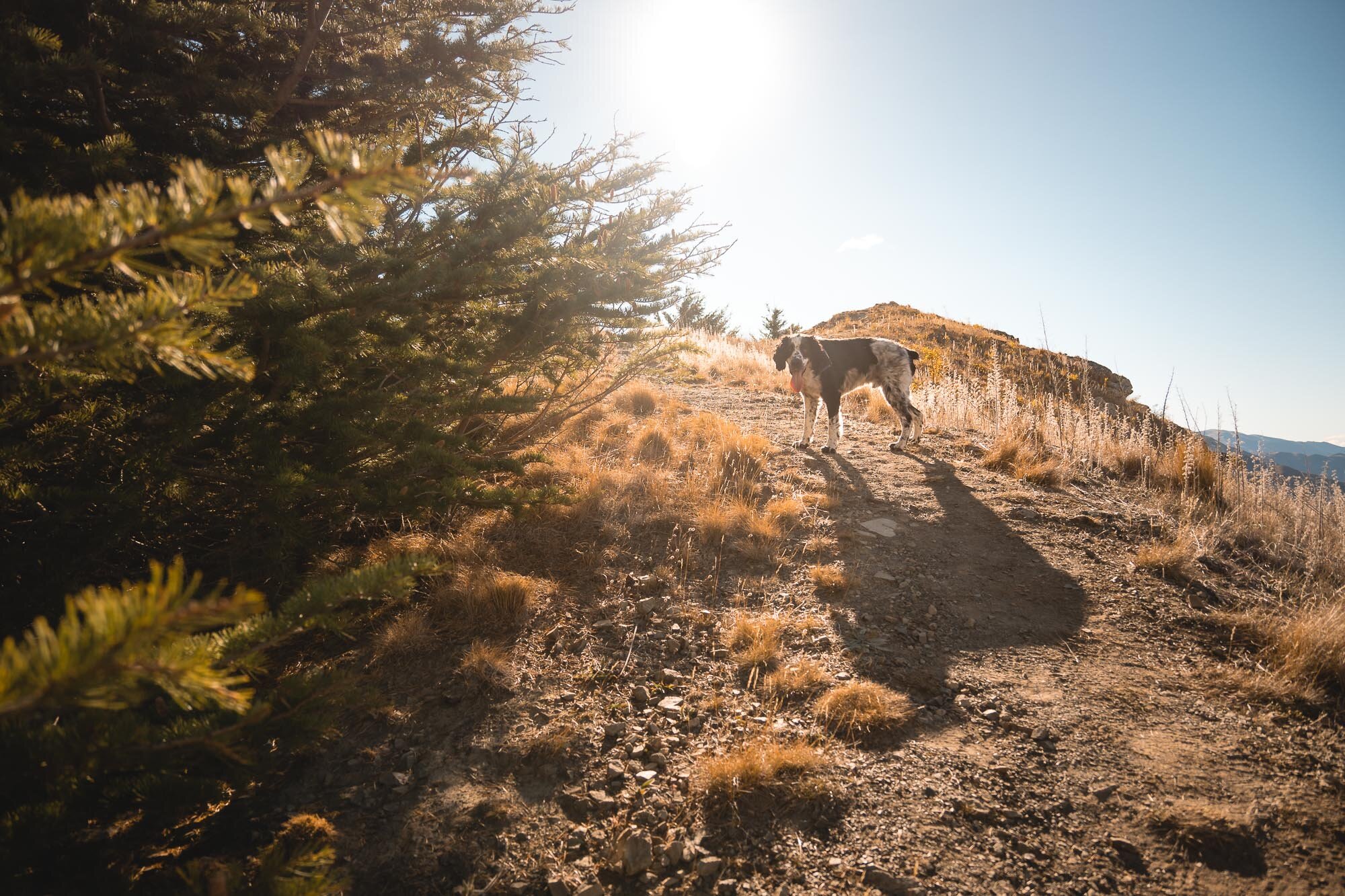 JF_Dog Walks Benmore and Wetland -4386.jpg