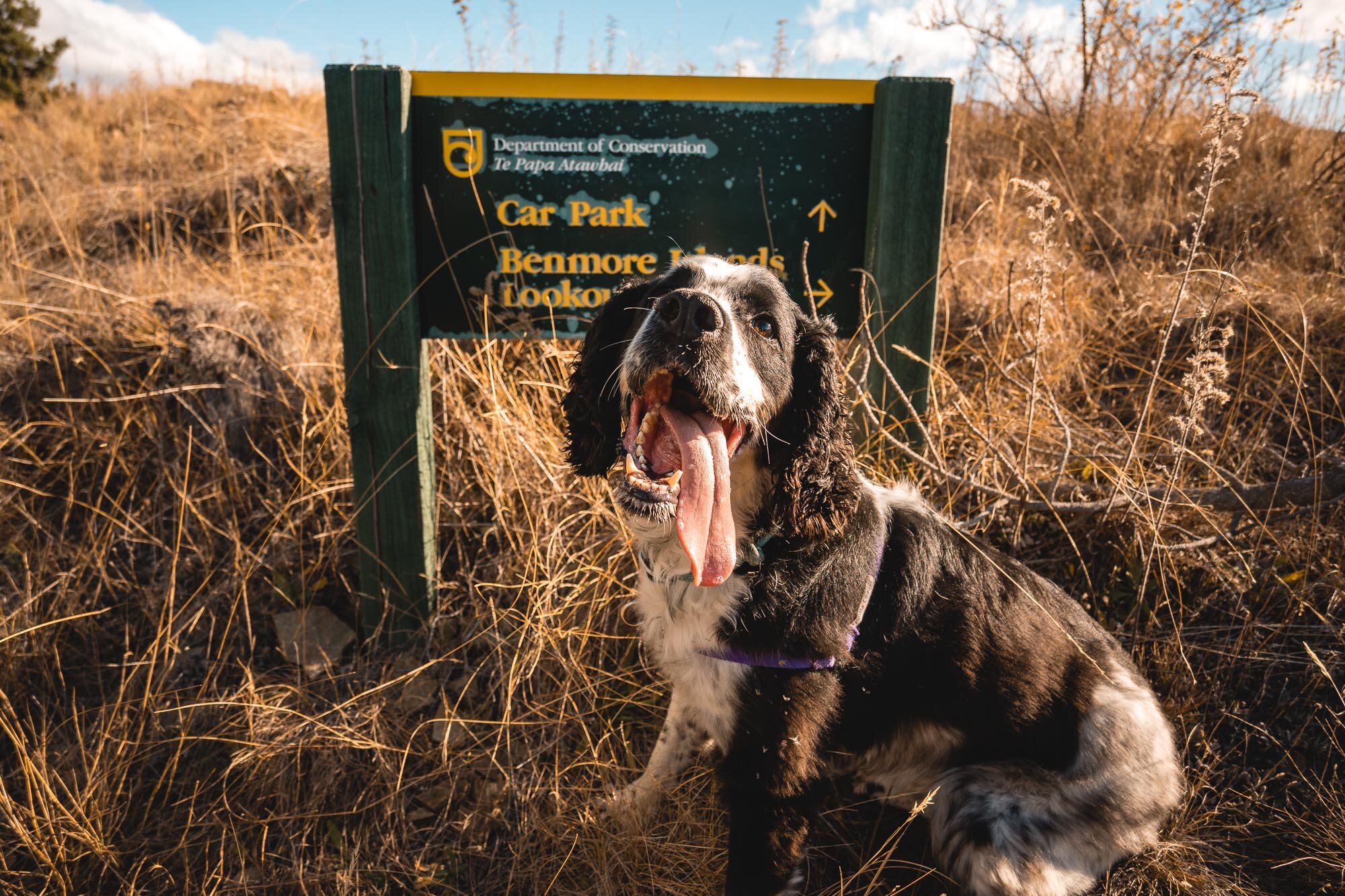 JF_Dog Walks Benmore and Wetland -4435.jpg