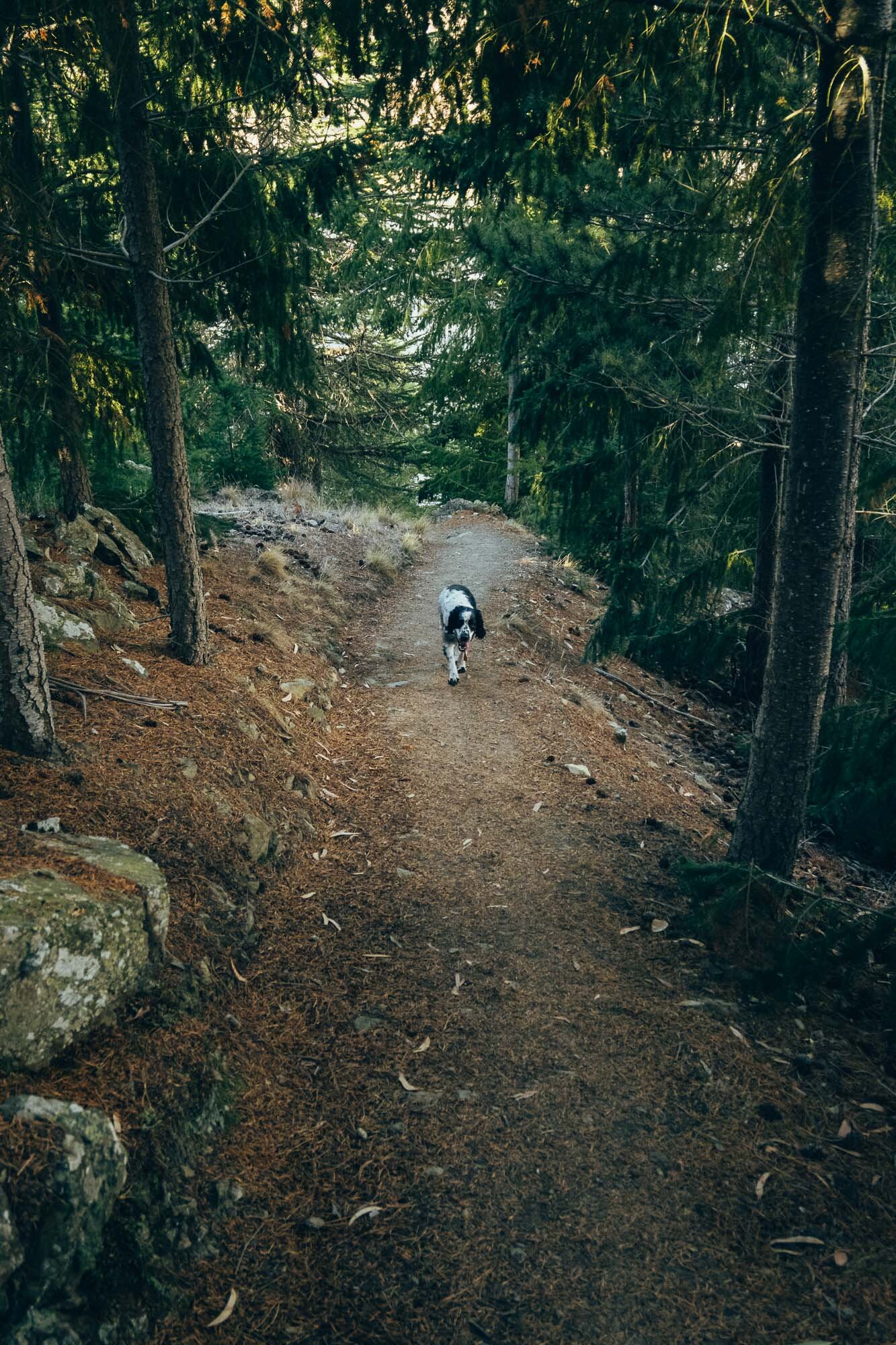 JF_Dog Walks Benmore and Wetland -4488.jpg