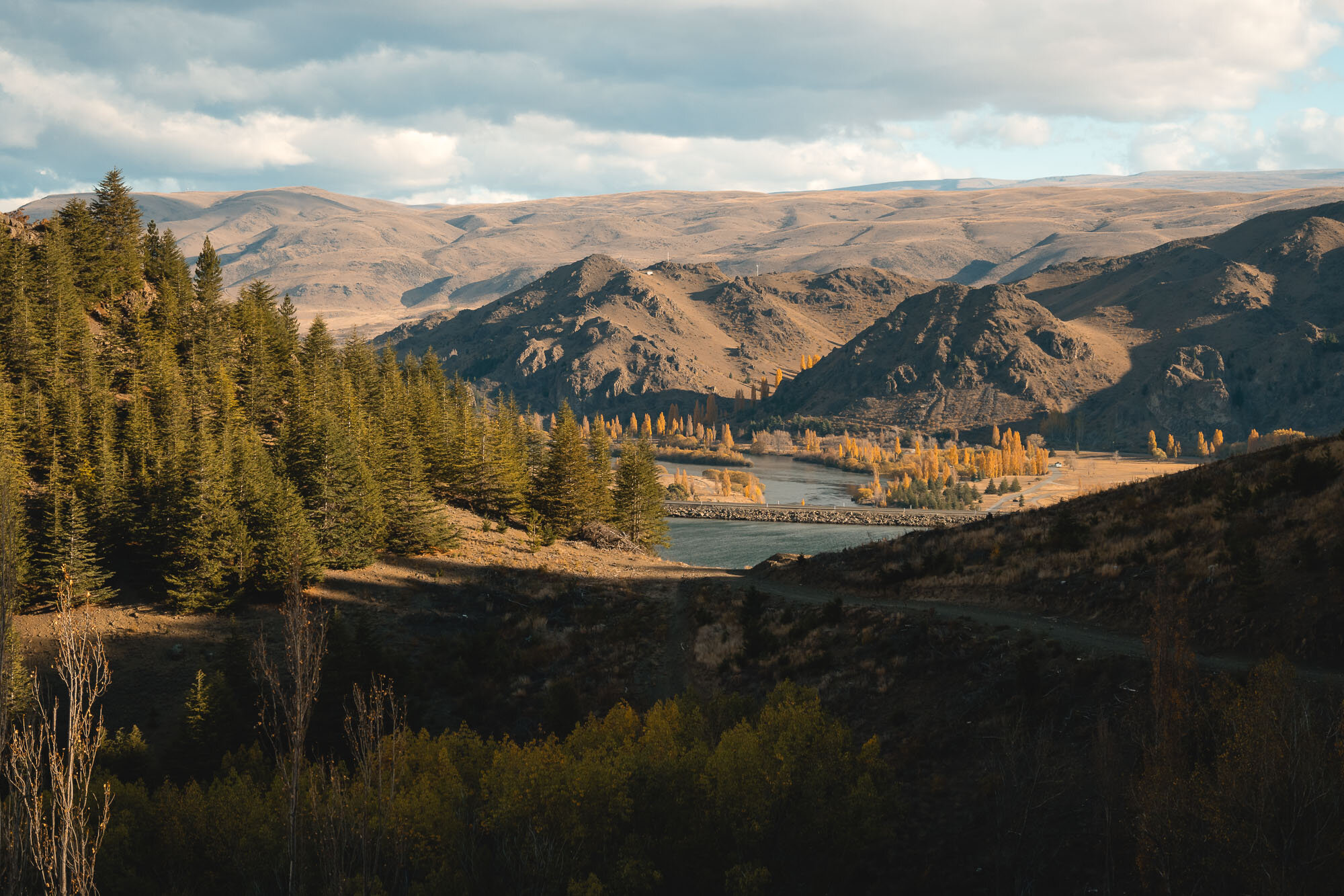 JF_Dog Walks Benmore and Wetland -4496.jpg