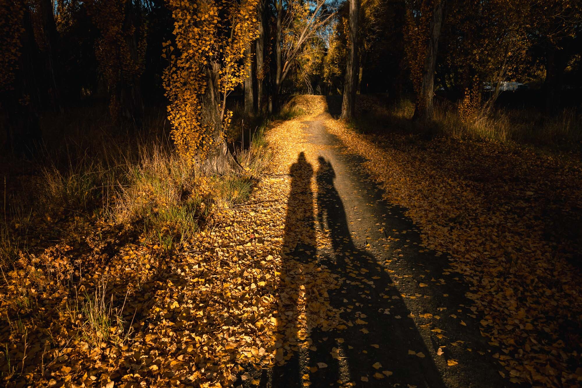 JF_Dog Walks Benmore and Wetland -4547.jpg