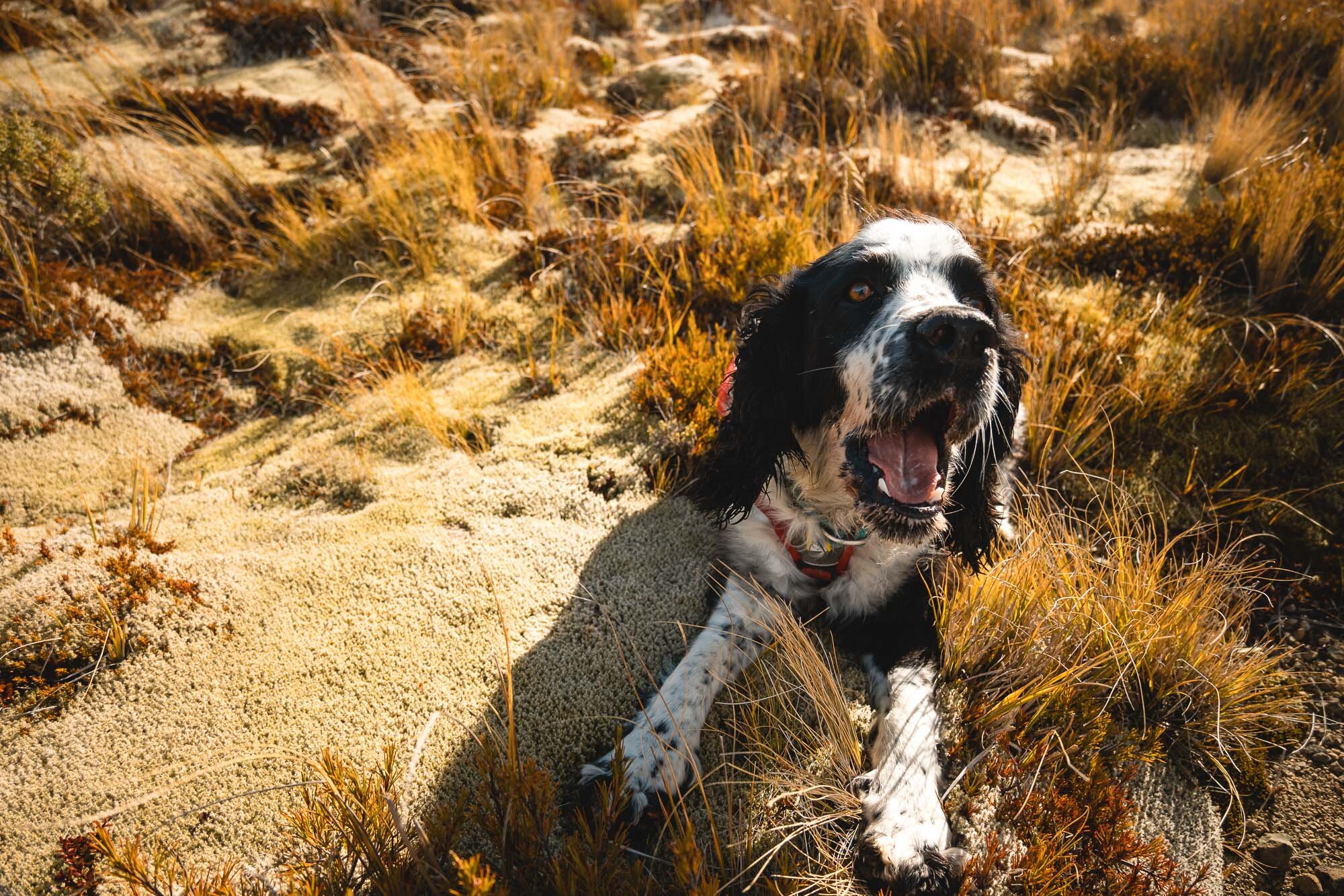 Dumblane JF_Dog Walks-4949.jpg