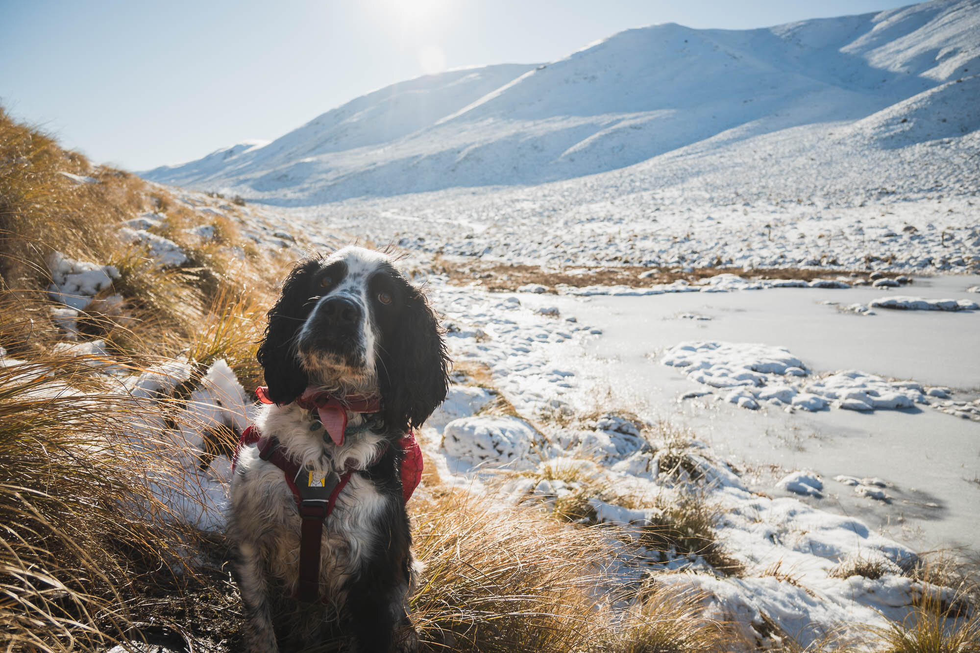 JF_Dog Walks Mystery Lake-5411.jpg