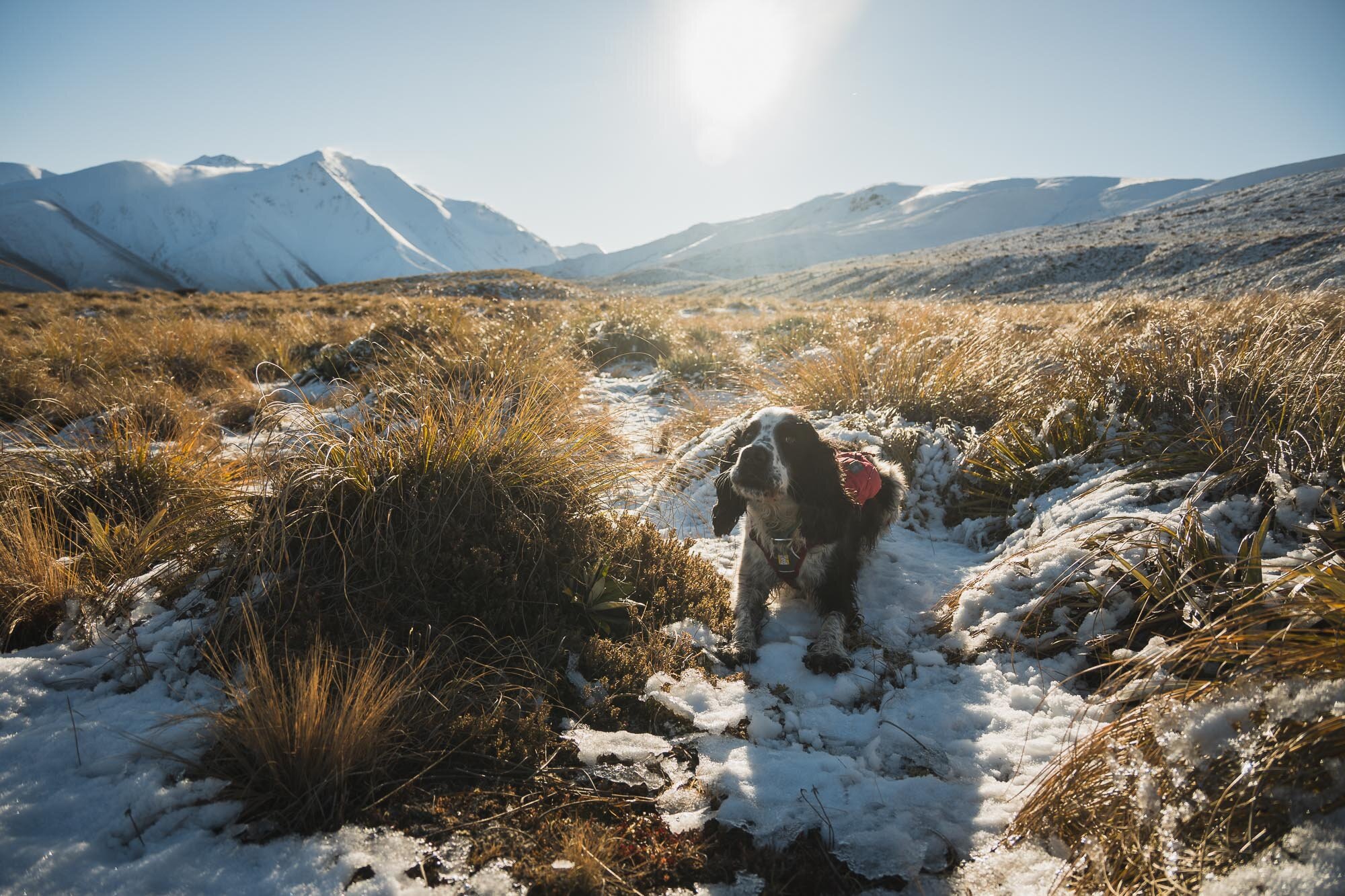 JF_Dog Walks Mystery Lake-5429.jpg