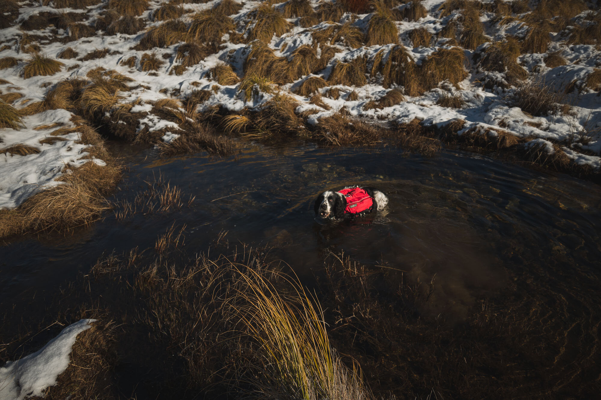 JF_Dog Walks Mystery Lake-5385.jpg