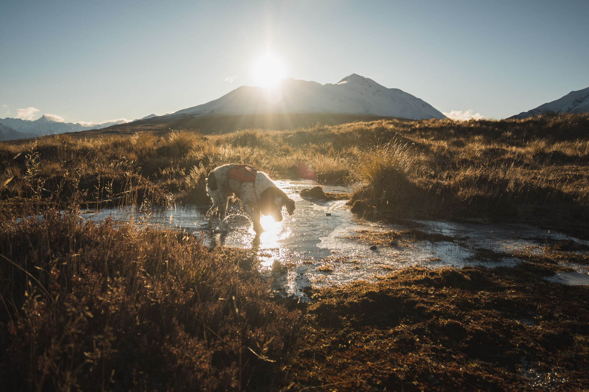 JF_Dog Walks Mystery Lake-5494.jpg