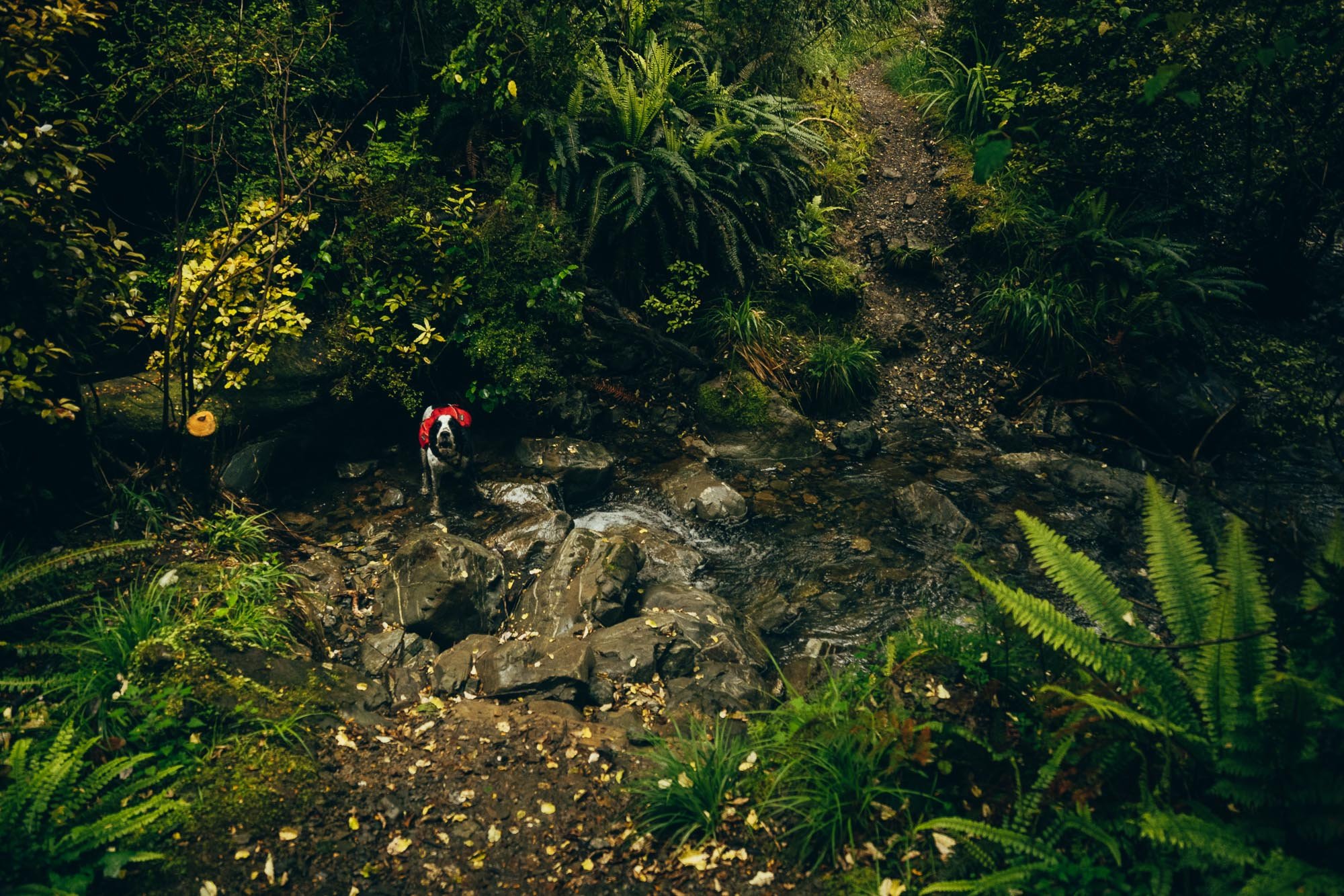 JF_Dog Walks Ryde Falls-6326.jpg