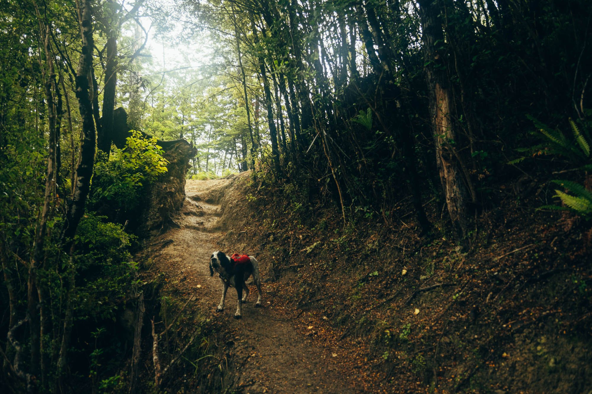 JF_Dog Walks Ryde Falls-6395.jpg