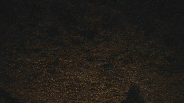 walk - 1.gif