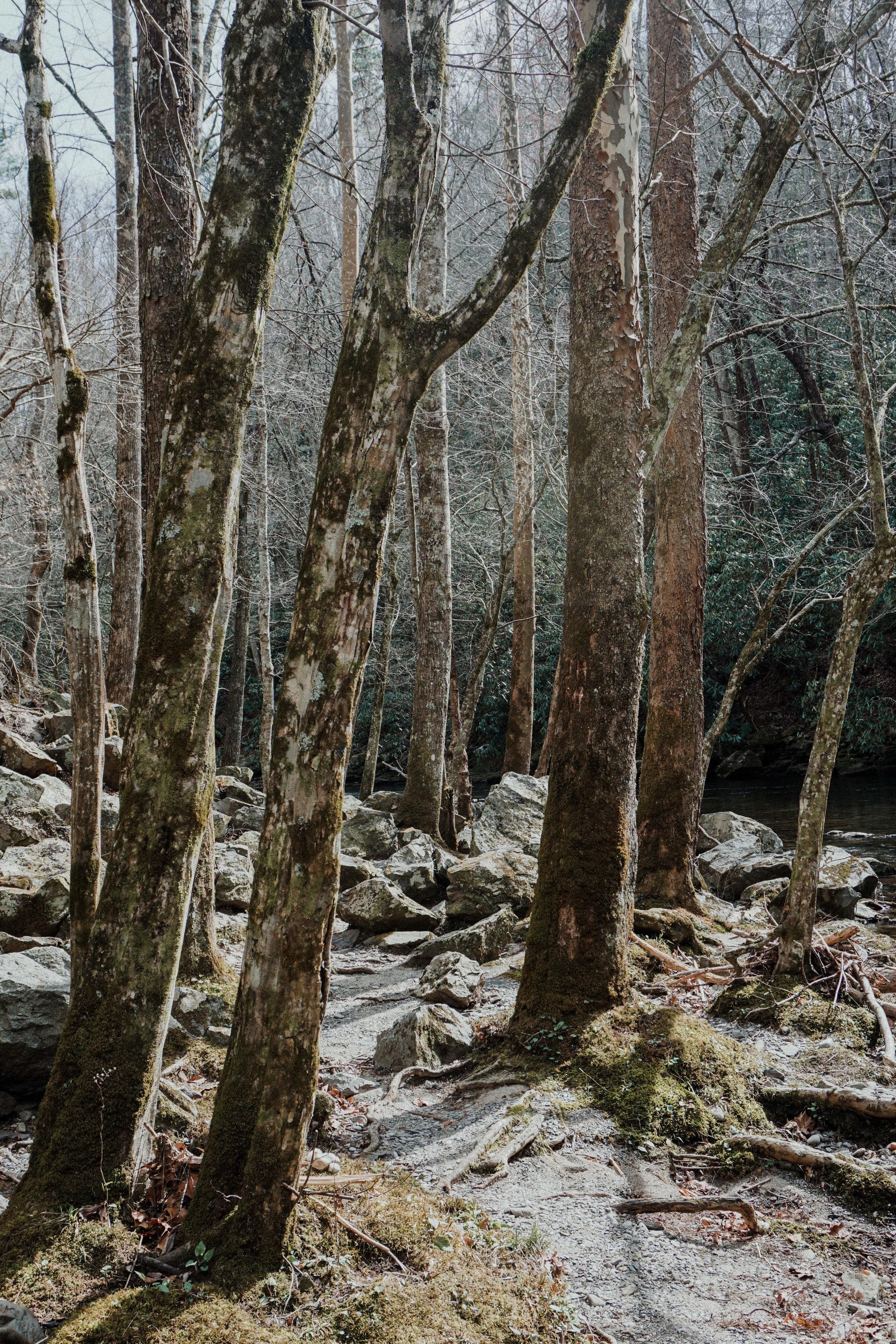 Smokies-18.jpg