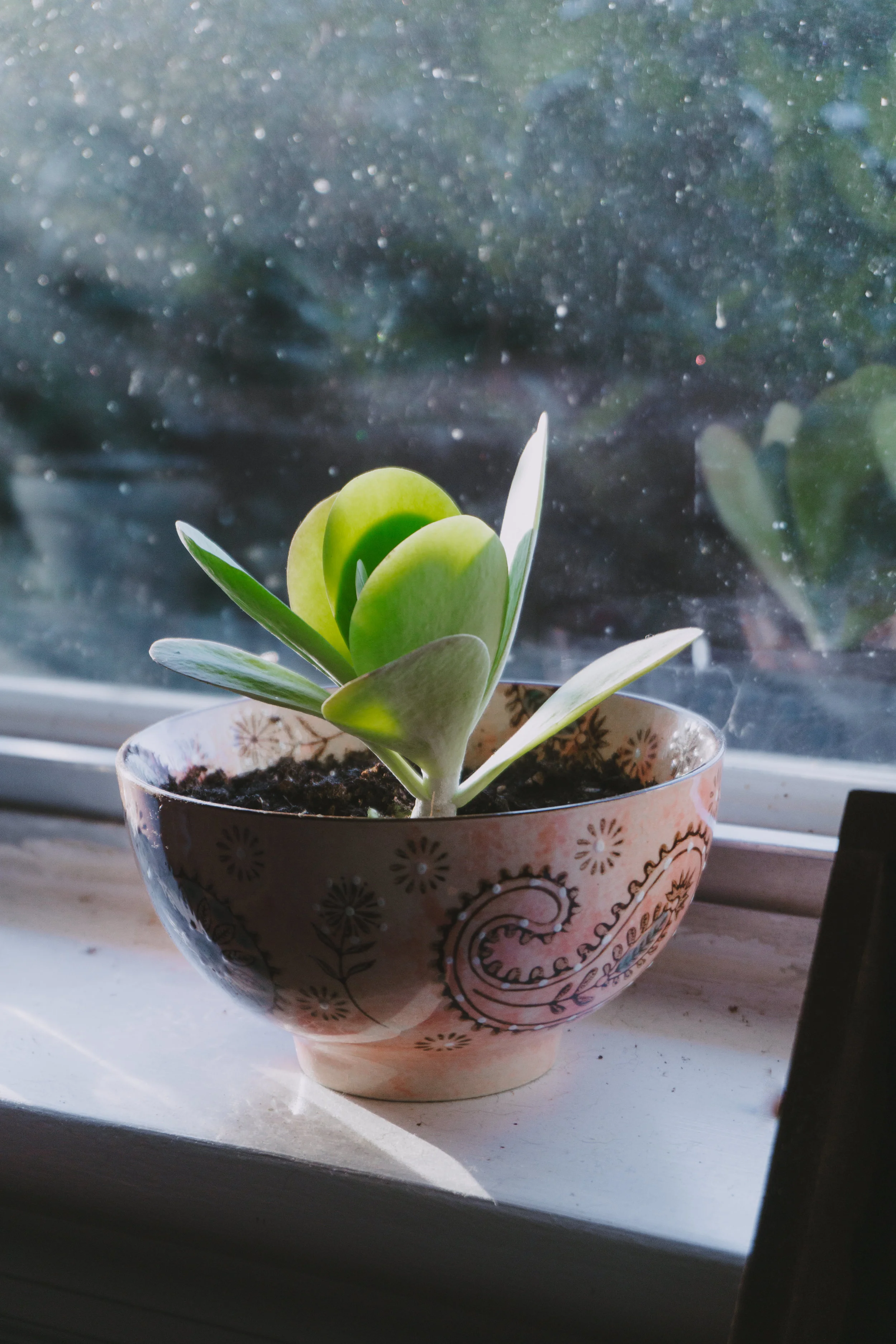 Plants-17.jpg