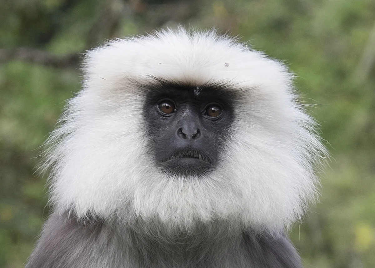 Langr Monkey_3038.jpg