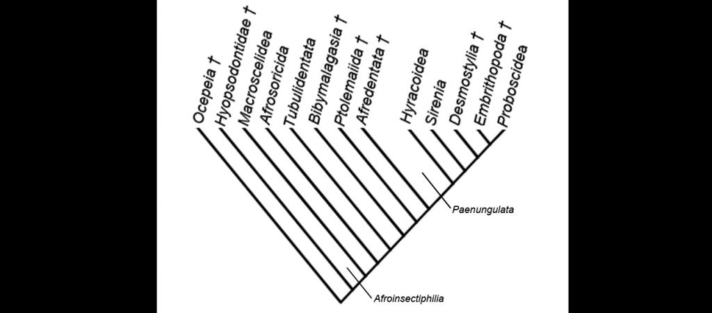 Fig. 1 -A phylogenetic view of Afrotheria