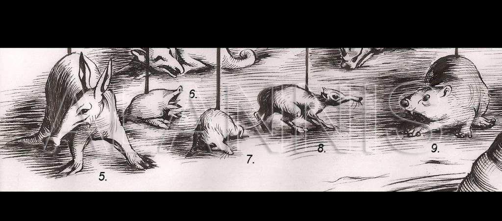 Fig. 3- Representative Afrotherians Vol. 2 : 5. Just another aardvark, Orycteropus 6. The golden mole, Chrysochloris 7. The tenrec Tenrec 8. The Macroscelid Rhyncocyon and 9. the hyrax Procavia. 