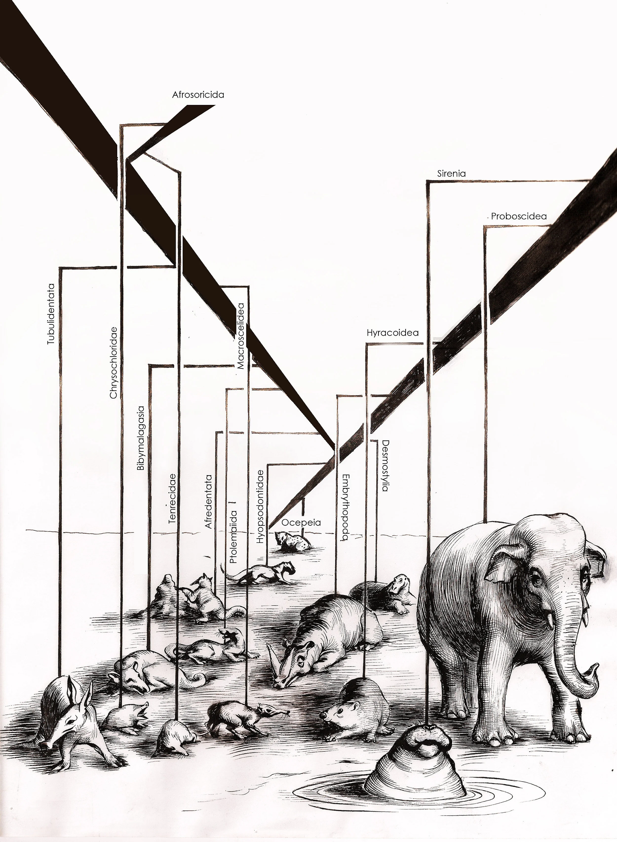 AFROTHERIA–India ink on paper. A visual representation of various mammalian orders that originated in Africa. 