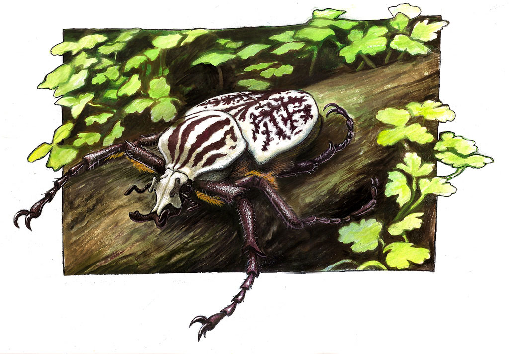 GOLIATHUS-Watercolor on poster board. Illustration of the largest insect in the world, the Goliath beetle.