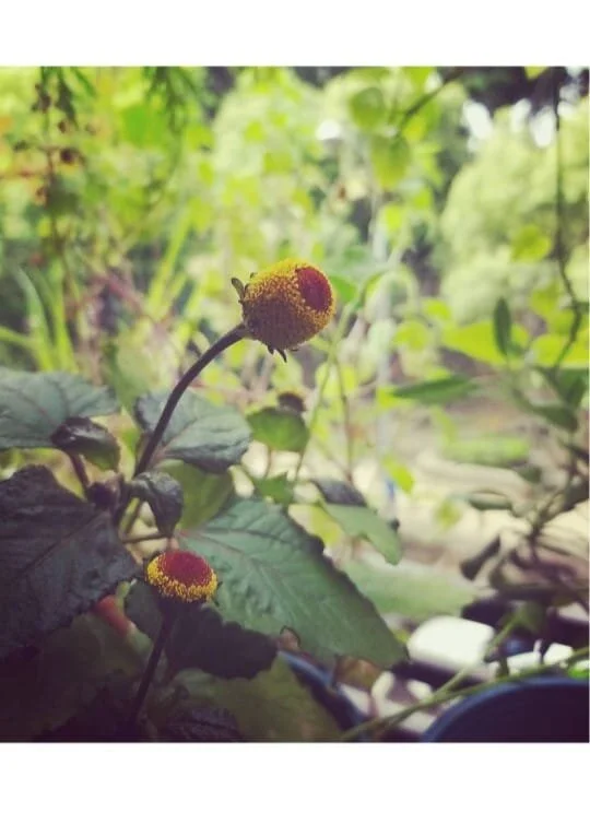 Spilanthes or Psychadelic?