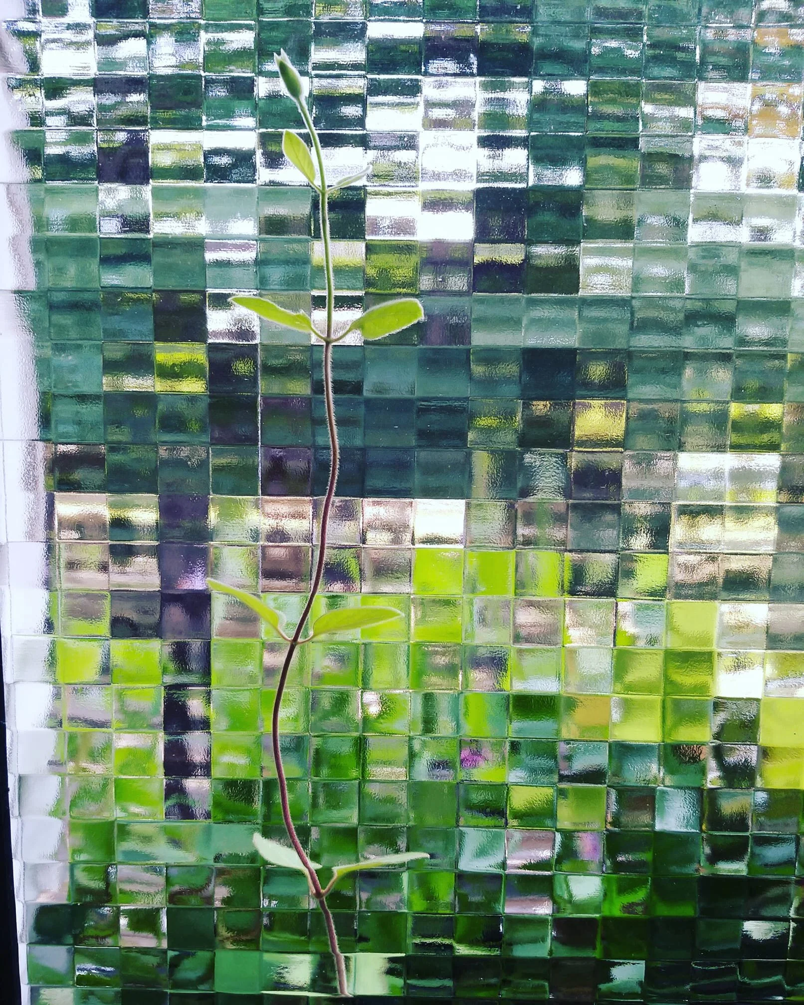 Lunar New Year, 2020