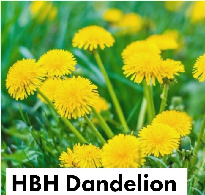 HBH Where to Start? Dandelion Leaf (1)